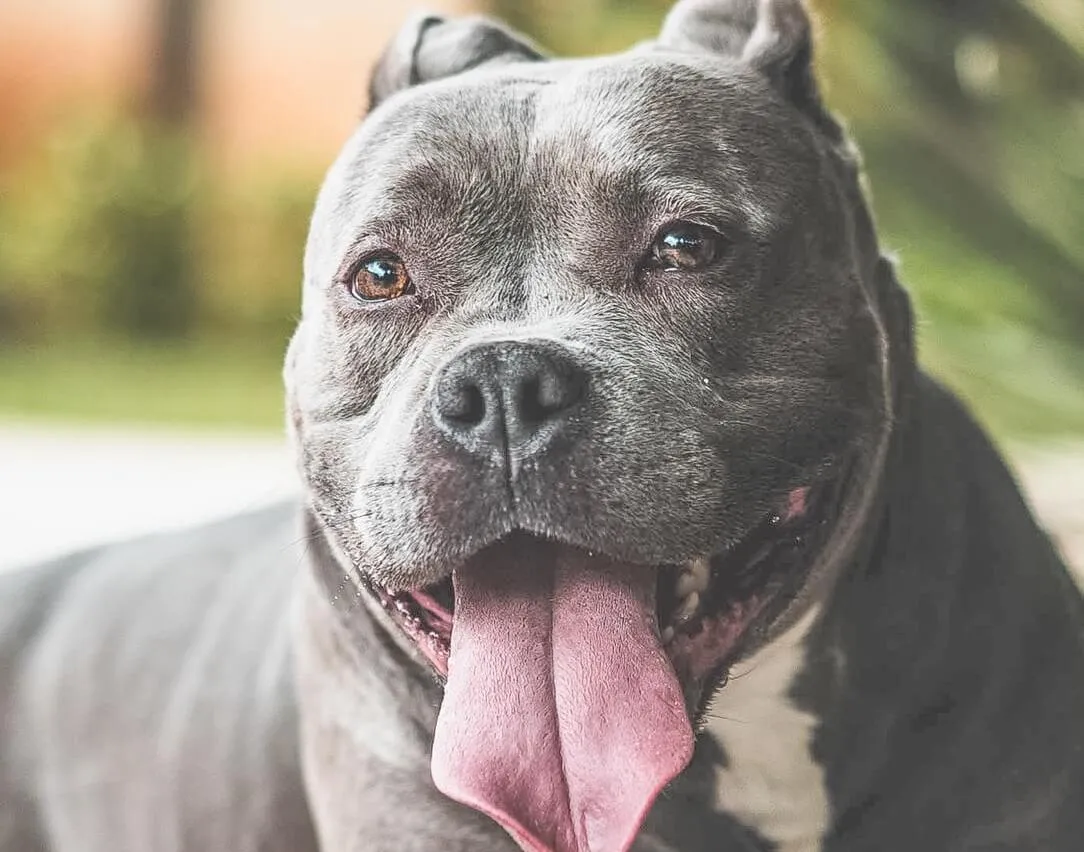 Client Shoutout: Kennel to Couch